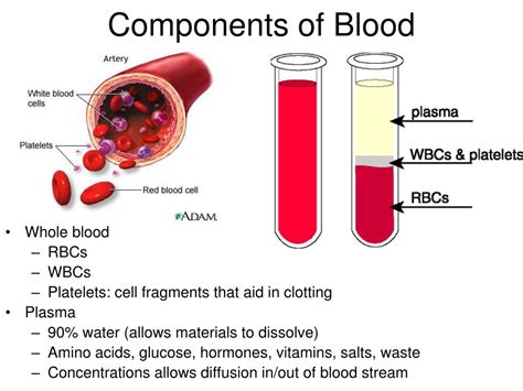 what are the three main components that make up body composition